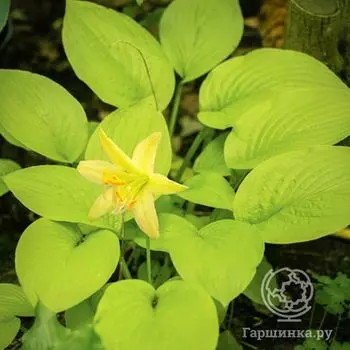 Хоста Миракл Лемони (SM)