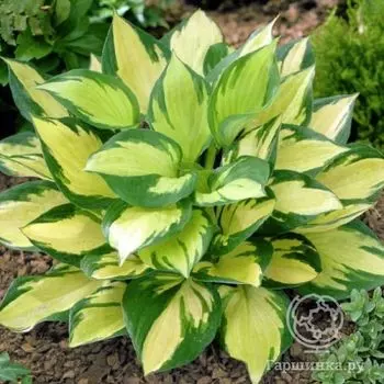 Хоста Монинг Лайт (M)