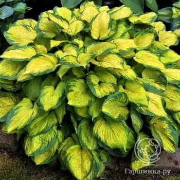 Хоста Олд Глори (M)