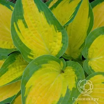 Хоста Оранж Мармелад (ML)