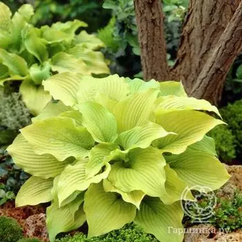 Хоста Пайдмонт Голд (ML)