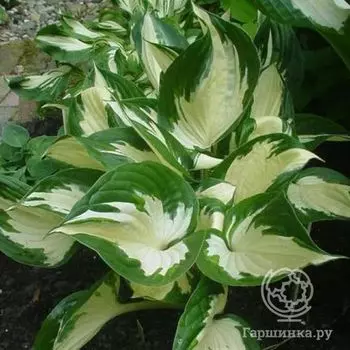 Хоста Паул Ревере (M)