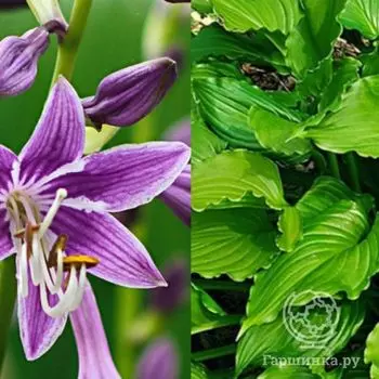 Хоста Пепл Сенсейшн (М)