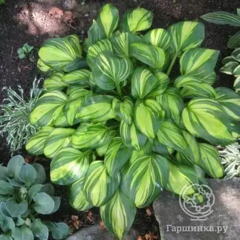 Хоста Рейнбоуз Энд (S)