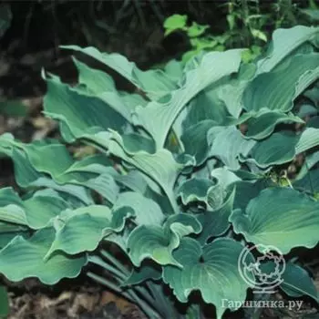 Хоста Рестлесс Сиа (M)