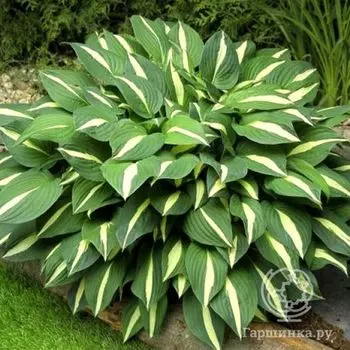 Хоста Риски Бизнесс (M)