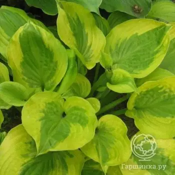 Хоста Саммер Бриз (LM)