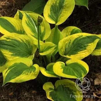 Хоста Саммер Лавин(M)