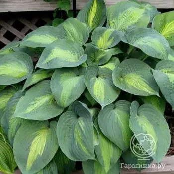 Хоста Сант Паул (M)