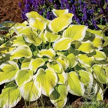 Хоста Спринг Монинг (M)