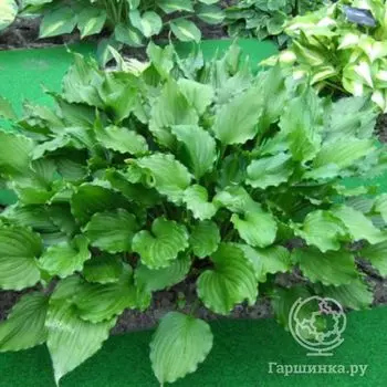 Хоста Стирфри (SM)