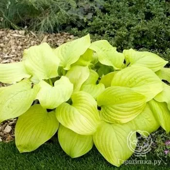 Хоста Тортилла Чип (M)