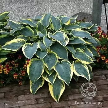 Хоста Валлейз Глечер (SM)