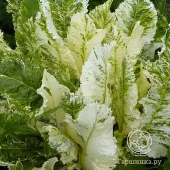 Хрен Пестролистный