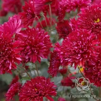 Хризантема Красное кружево