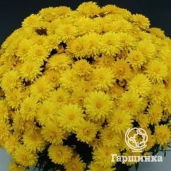 Хризантема мультифлора Брандюн