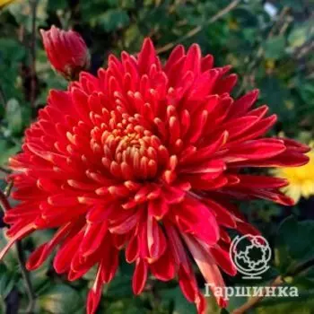Хризантема Шапка Мономаха