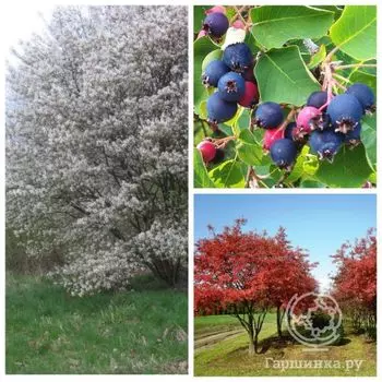 Ирга канадская Ламарка