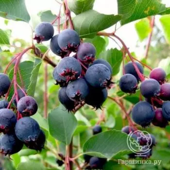 Ирга ольхолистная