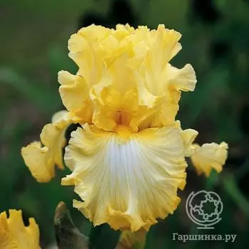 Ирис бородатый Биг Диппер