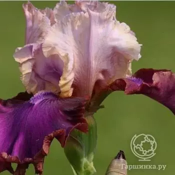 Ирис бородатый Бургомистр