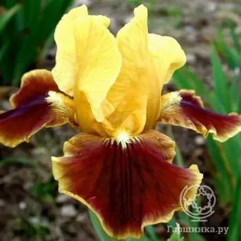 Ирис бородатый Файрбуг (Iris germanica Firebug)