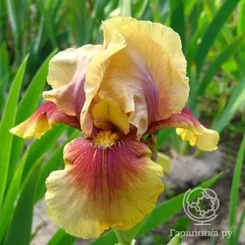 Ирис бородатый Оклахома Бандит (Iris germanica Oklahoma Bandit)