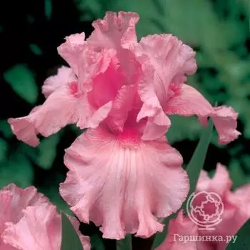 Ирис бородатый Пинк Хоризон (Iris germanica Pink Horizon)