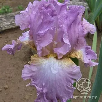 Ирис бородатый Раффлс энд Лейс (Iris germanica Ruffles and Lace)