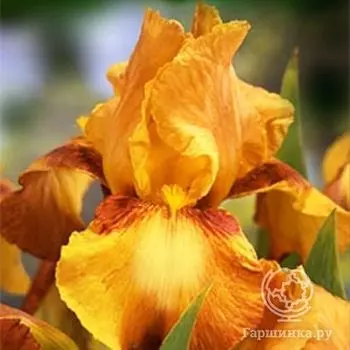 Ирис бородатый Растик Седар
