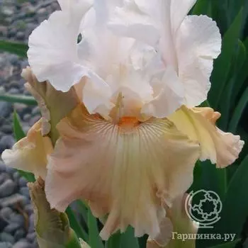 Ирис бородатый Шампань Элеганс (Iris germanica Champagne Elegance)