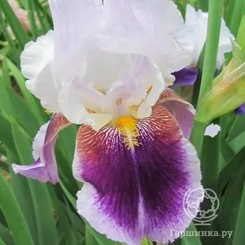 Ирис бородатый Сильвер Пик