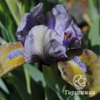 Ирис карликовый Фокус Покус