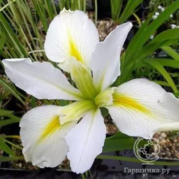 Ирис луизианский Гер Хайнесс