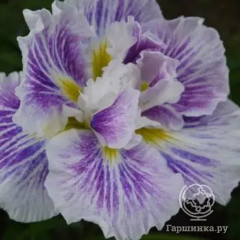 Ирис мечевидный Арлекинеск