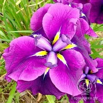 Ирис мечевидный Гуд Омен