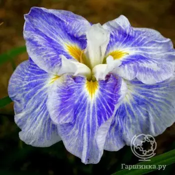 Ирис мечевидный Энджел Маунтин