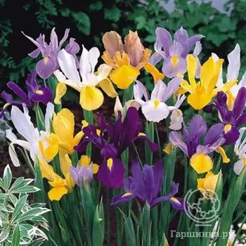 Ирис Микс 5 шт.