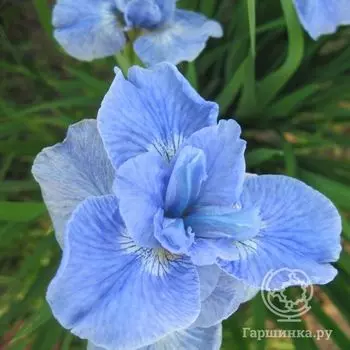 Ирис сибирский Диар Делайт