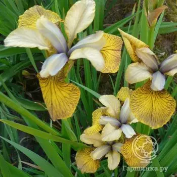 Ирис сибирский Флаинг Фидлес