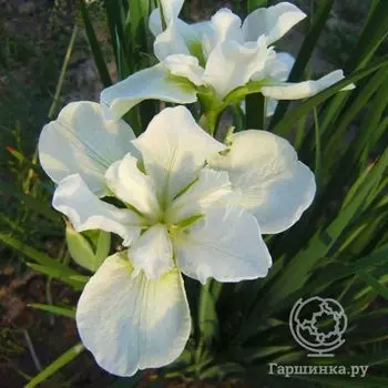 Ирис сибирский Галлс Винг