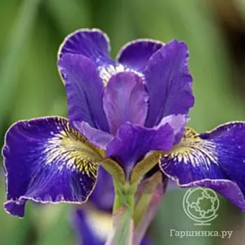 Ирис сибирский Голден Эдж