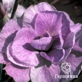 Ирис сибирский Империал Опал (Iris siberica Imperial Opal)