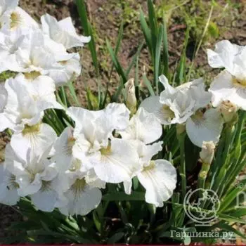 Ирис сибирский Нот Куайт Уайт