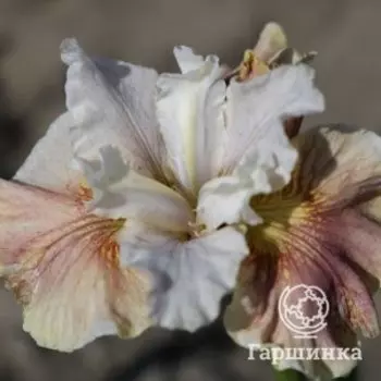 Ирис сибирский Пикок Баттерфляй Вайн Магнолия
