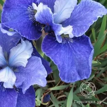 Ирис сибирский Ридженси Бель