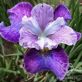 Ирис сибирский Роаринг Джелли