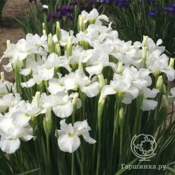 Ирис сибирский Суон ин Флайт