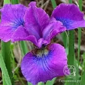 Ирис сибирский Тампер Тантрум (Iris siberica Temper Trantum)