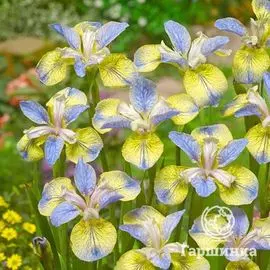 Ирис сибирский Типпед ин Блю